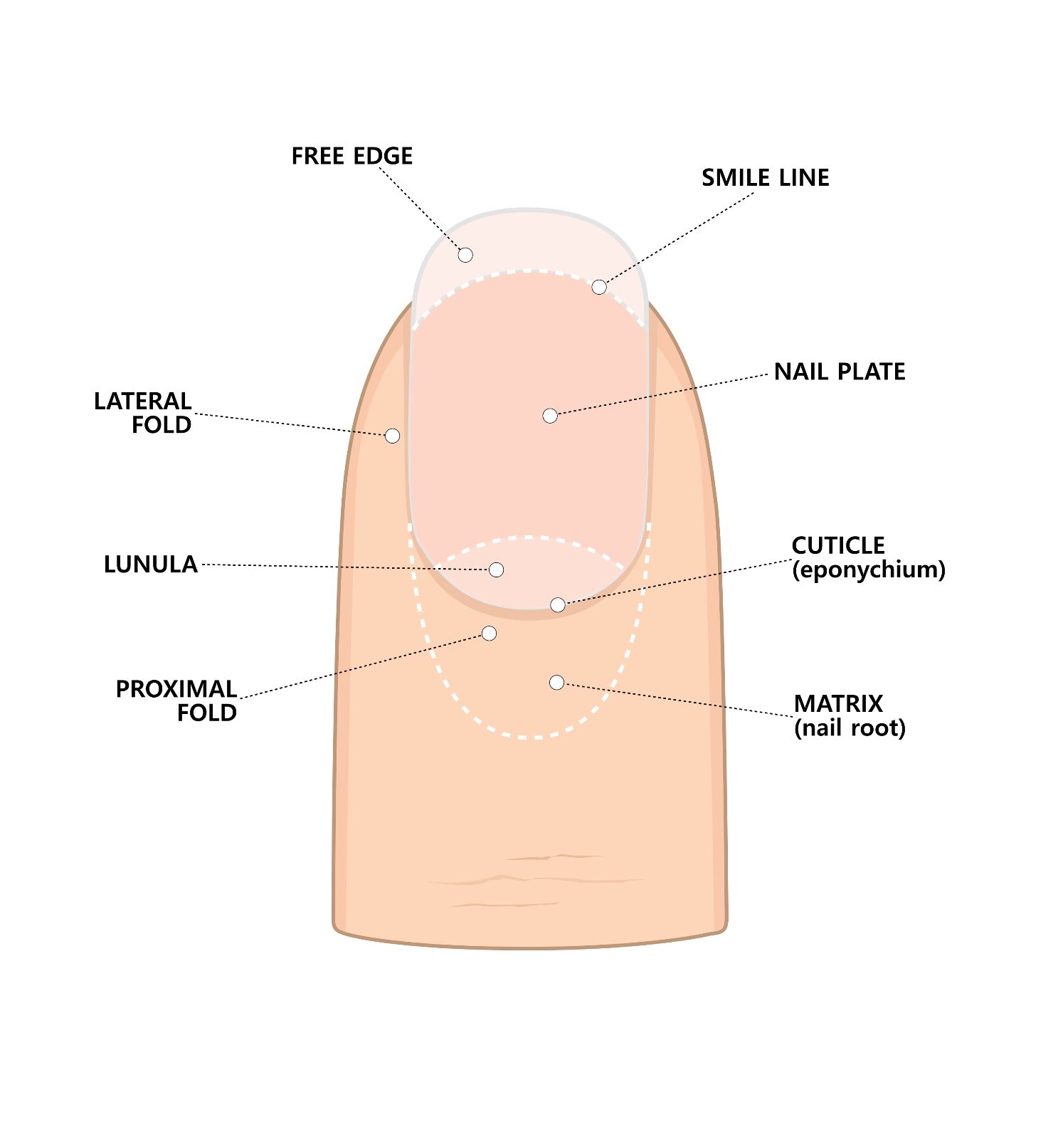 Builder Gel Accredited Course
